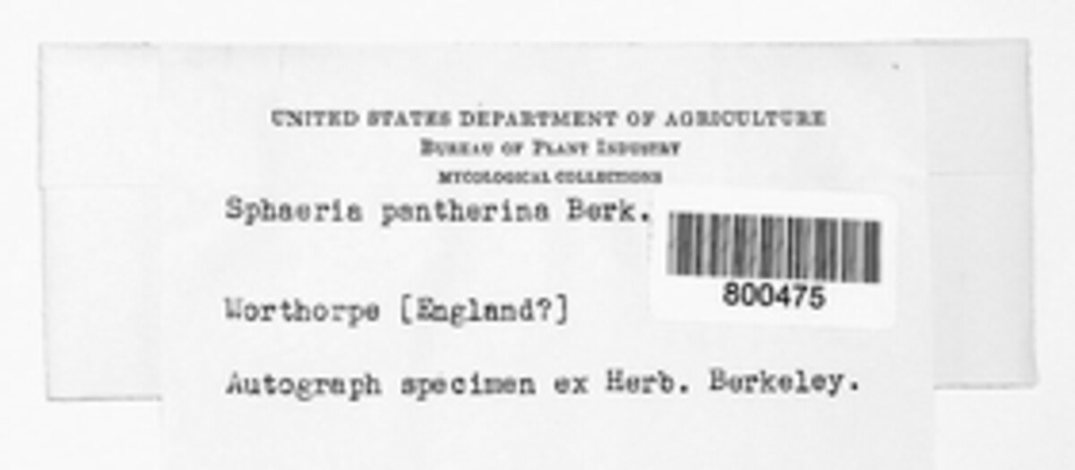 Diaporthopsis pantherina image